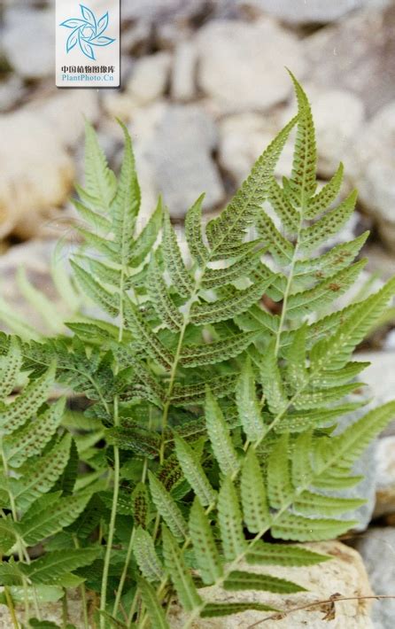 ppbcc|plantphoto cn.